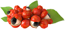 guarana-ingredients-02-margo